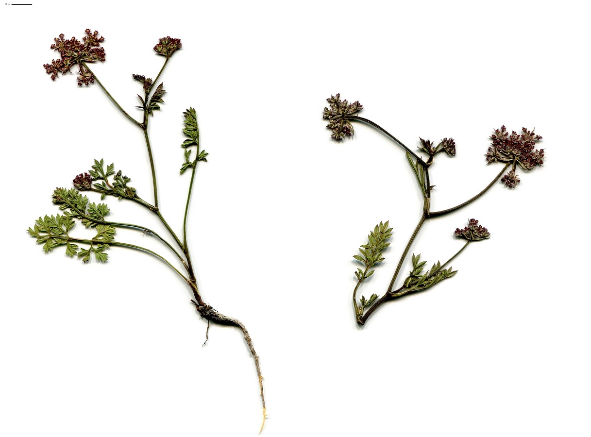 Daucus carota subsp. gadecaei (Apiaceae)
